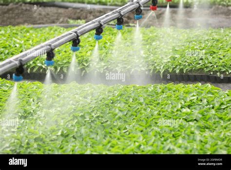 Greenhouse watering system in action Stock Photo - Alamy