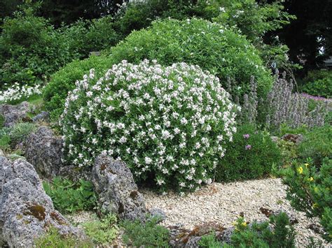 Daphne Summer Flowering - Learn daphne plant care steps that will have ...