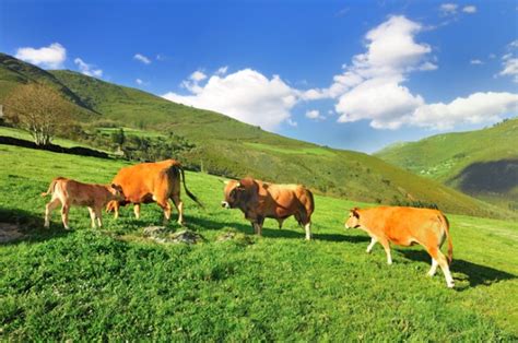 La ganadería ecológica a examen | SoyRural.es