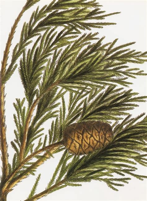 Sequoiadendron giganteum - Alchetron, the free social encyclopedia