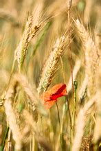 Poppies And Wheat Composition Free Stock Photo - Public Domain Pictures