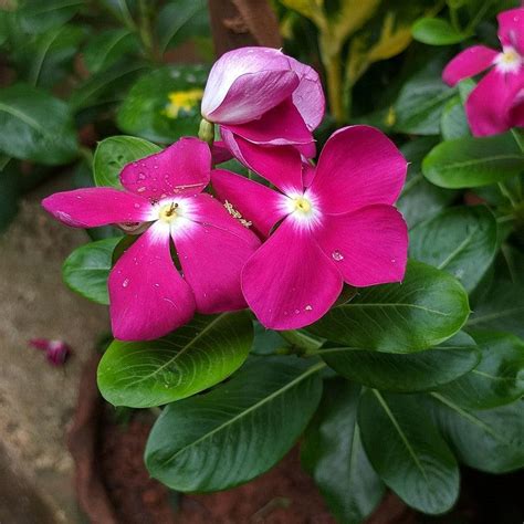 Catharanthus roseus 'Cora Cascade Bright Rose' ~ Cora® Cascade Bright – ServeScape