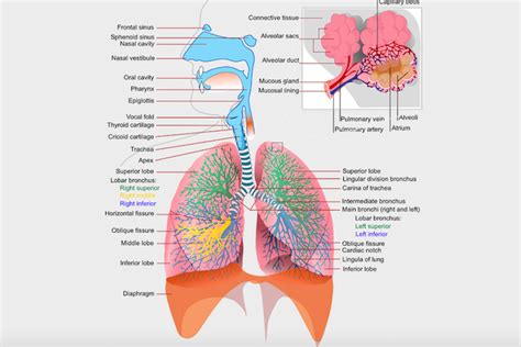 Bagian Paru-Paru dan Fungsinya Sebagai Organ Pernapasan Manusia - Semua Halaman - Kids