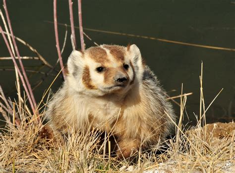 Cute brown badger in wildlife free image download