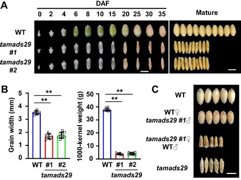 Examining early grain development in bread wheat