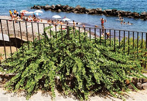 About Capers - How to Grow, Harvest and Preserve Capers and Caper Berries