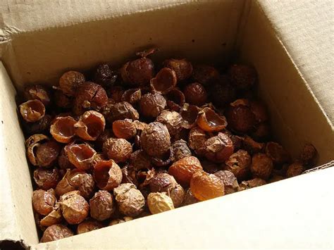 10 Odd Benefits & Uses of Reetha (Soapnut) for Hair Skin & Health – Fitness-Spell