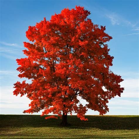 Brandywine Red Maple - Acer rubrum - Courville Nurseries