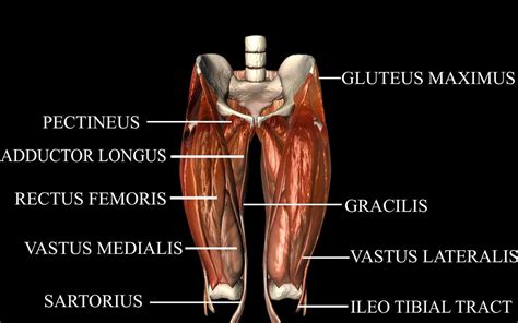 hip joint 3d model