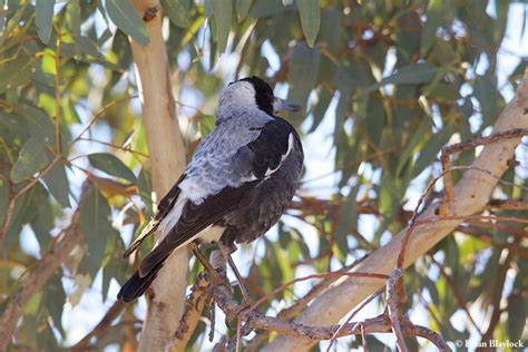 Magpie - Birds SA