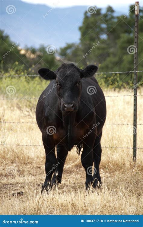 Black angus calf stock photo. Image of black, breed - 100371718