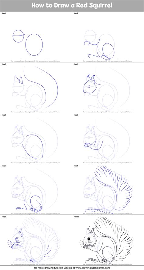 How to Draw a Red Squirrel printable step by step drawing sheet ...