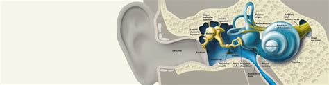 How We Hear – Union Hearing Aid Centre