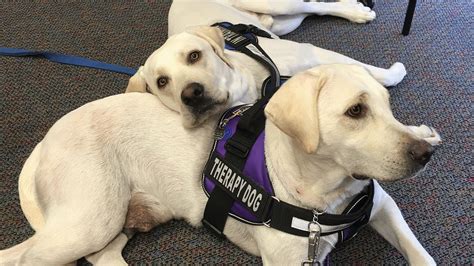 Can Labrador Retriever Be Therapy Dog