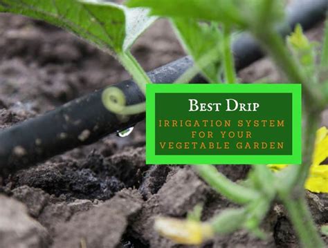 Best Drip Irrigation System For Your Vegetable Garden | Properly Rooted