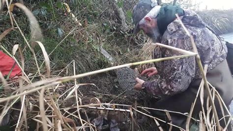 Mink Trapping Tips, Using Cage Traps. - YouTube