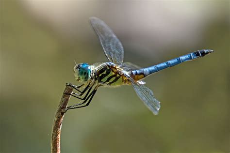 F-Male Blue Dasher Dragonfly-0199-A | Rotary Botanical Gardens