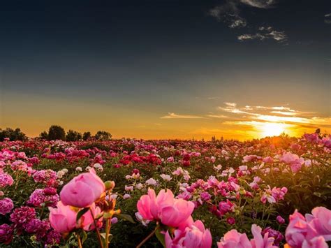 Peony Wallpapers Desktop - Wallpaper Cave