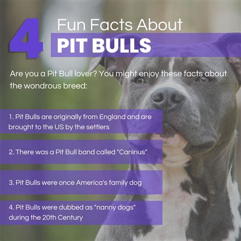 4 Fun Fact About Pit Bulls #InMyPaws #FunFact #Pitbulls | Pitbull facts, Dog care, Pitbull lover