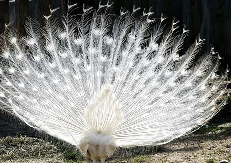 Leucistic Indian Peacock | The Leucistic mutation occurs nat… | Flickr