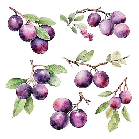 Premium Photo | A drawing of purple and purple grapes with leaves and ...