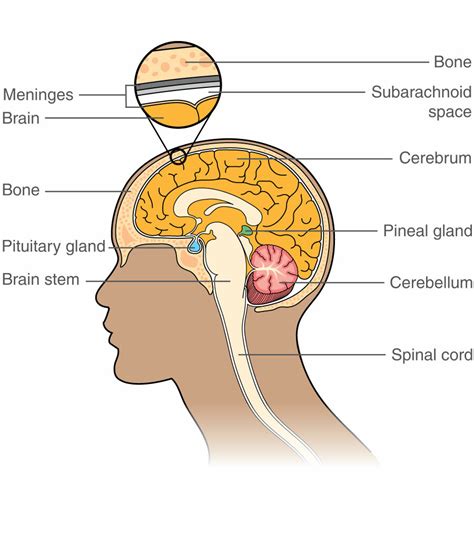 Pineal region tumours - Macmillan Cancer Support