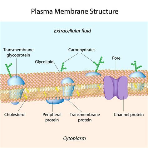 Plasma membrane. Molecular structure of plasma membrane, eps8 , #Ad, # ...