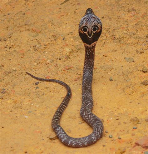 Cannundrums: Indian Cobra