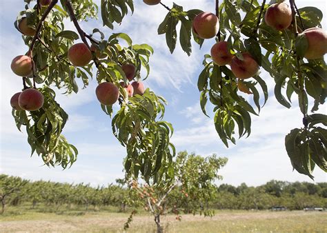 How to pick a fruit tree for your yard | Hello Homestead