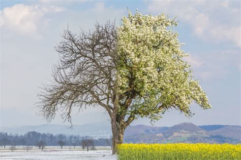 Goodbye Winter, Hello Spring? - Farmers' Almanac