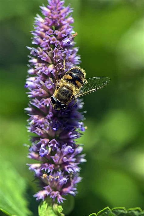 How to Grow and Care for Anise Hyssop Flowers | Gardener's Path