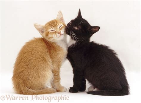 Ginger kitten and black-and-white kittens snuggling photo WP40368