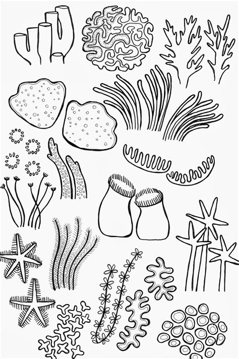 Coral Reef Drawing, Coral Reef Art, Coral Reefs, Sea Coral, Drawing For ...