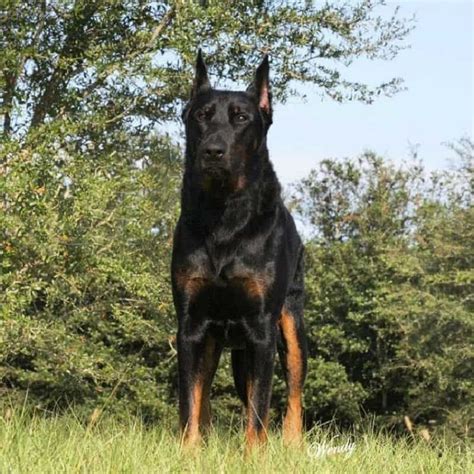 Are Dobermans Good With German Shepherds at Frank Corey blog