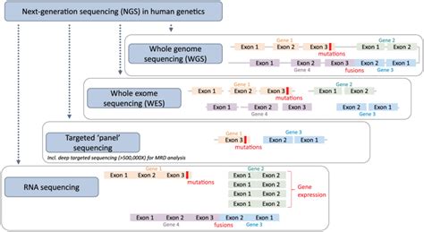 Next generation sequencing applications in human genetics. Different ...