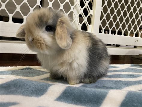 Holland Mini-Lop Rabbits For Sale | Union, NJ #322649