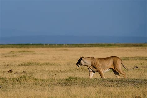 Amboseli - lions on the hunt — Brett Keller