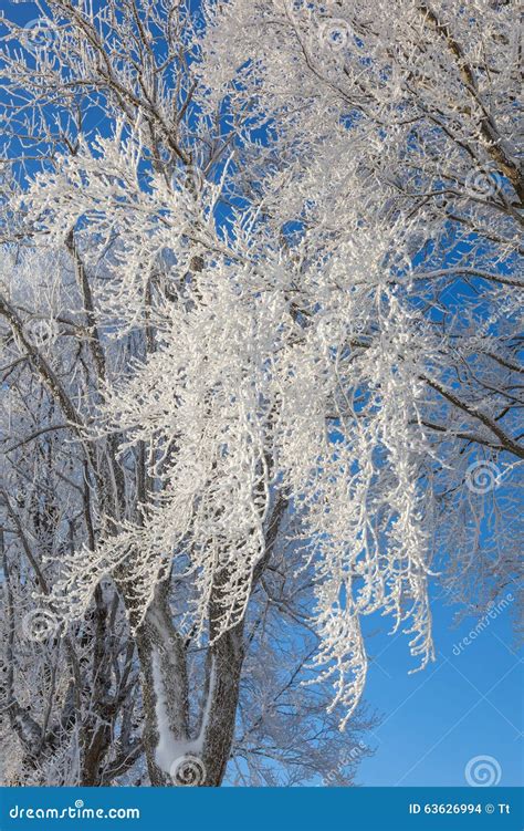 Hoarfrost on the trees stock photo. Image of natural - 63626994