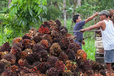 Agusan oil palm farmworkers to finally get land titles