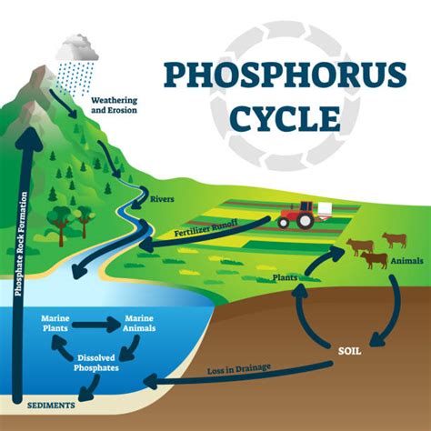 Agricultural Runoff Diagram