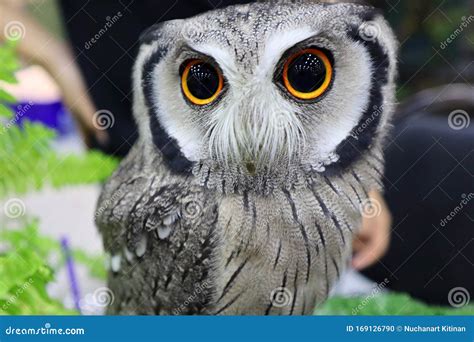 White Faced Scops Owl. Cute Animal Stock Photo - Image of leucotis ...