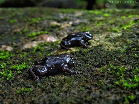 Purple Frog l Extremely Reclusive Animal - Our Breathing Planet