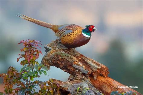 South Dakota State Bird – Ring-necked Pheasant [History & ID]