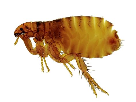 Pest Control Flea Infestation | Pest Control