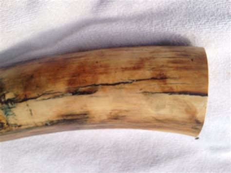 Woolly Mammoth Tusk Fossil Alaska - Fossils & Artifacts for Sale | Paleo Enterprises