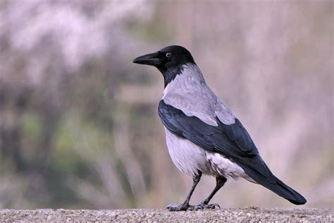 Hooded Crow | BirdForum