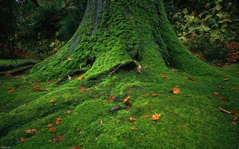 Carpet Moss - temperate deciduous forest