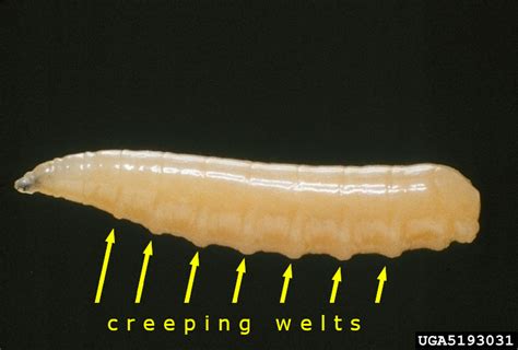 Empididae Larvae