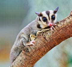 Sugar Gliders In The Wild – Canadian Sugar Gliders