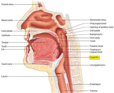 What is Epiglottis - Definition, Function, Problems (Pain, Epiglottitis, Infection) - (updated ...